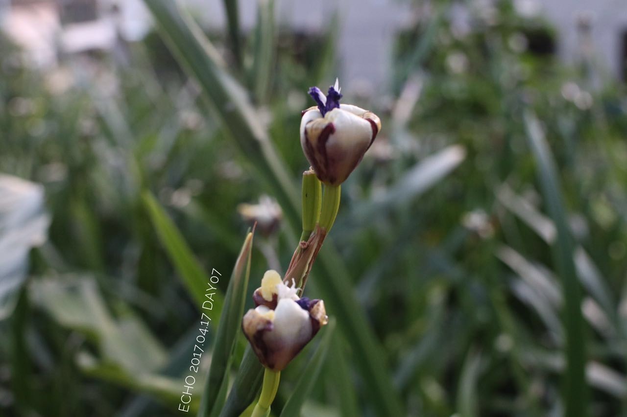 珠海赏花,现在珠海哪里赏花