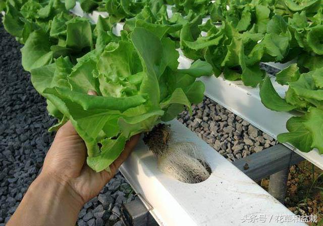 阳台花盆种一次吃一年的蔬菜,种一个阳台水培蔬菜