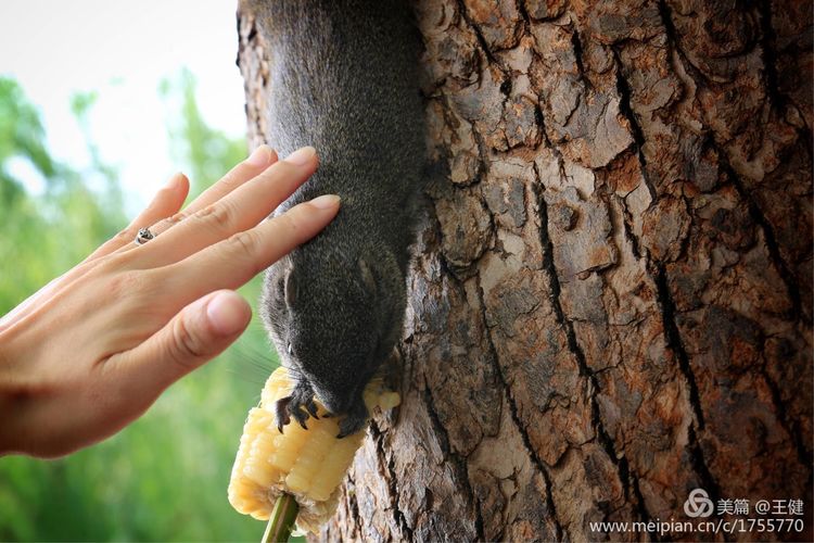 璇楃敾姹熷崡鎷嶆憚鏃堕棿,璇楃敾姹熷崡缁樼敾鍒涗綔