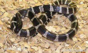 世界十大毒蛇排行榜前十名有哪些,世界十大毒蛇排行榜泰坦蟒