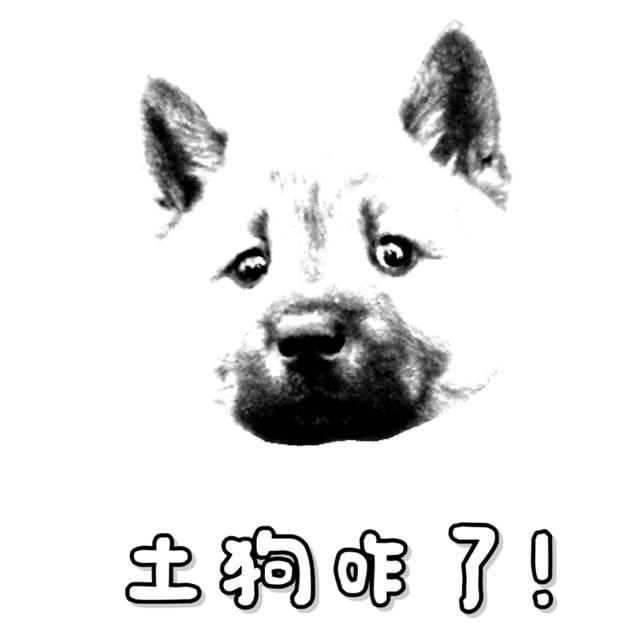 招财大黄狗,土狗大黄来福