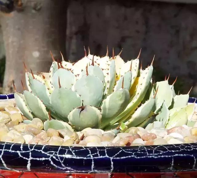 多肉化水叶片要不要摘下来,红宝石多肉掉叶子化水怎么办