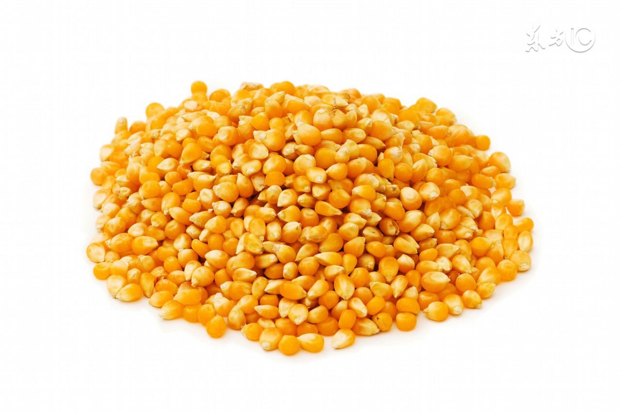 饲料污染的重灾区霉菌毒素危害！