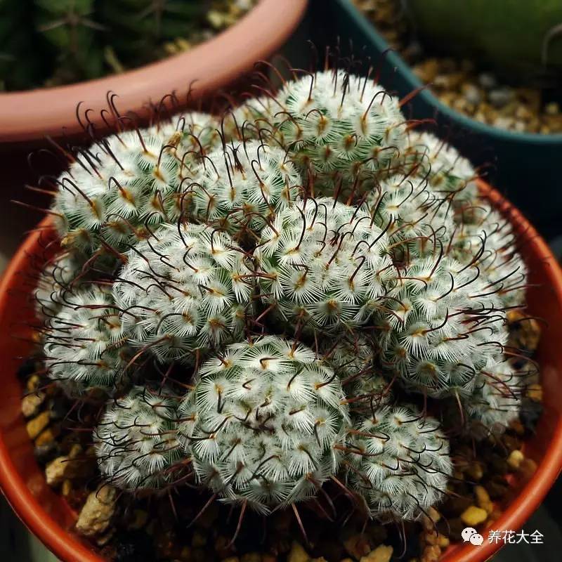 多肉有毒到底有多可怕 (各种多肉有毒吗)