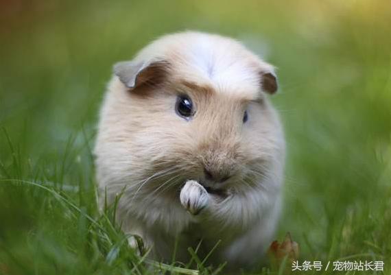 便宜好养的宠物荷兰猪,怎么给荷兰猪挑选笼子