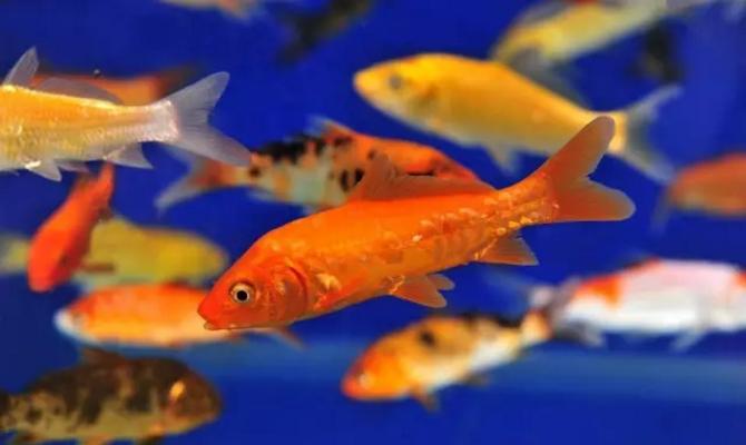 观赏鱼眼发黑是什么原因造成的,观赏鱼眼凸病如何治疗