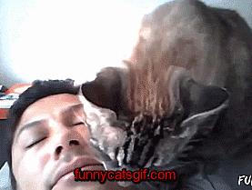 为什么猫被视为辟邪与招财,猫自卫能力