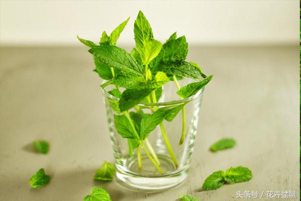 薄荷除了驱蚊还能做啥,有关薄荷的所有夏日饮品