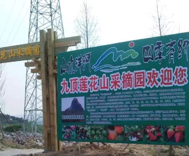 采摘园摘桑葚吃,桑椹采摘园吃桑椹