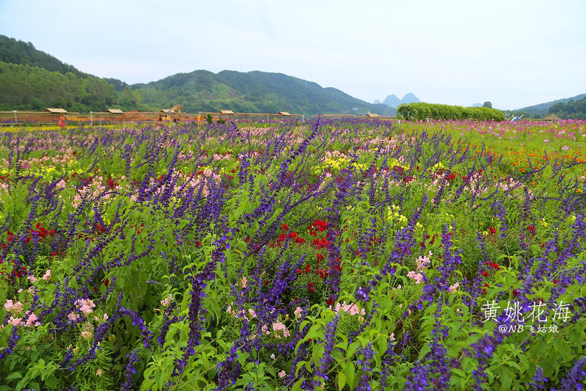贺州暴雨黄姚花海,黄姚花海旅游攻略路线