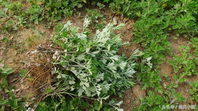 端午节艾叶驱蚊包,艾草防止痱子