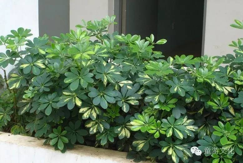 珠海几种常见的花,适合广东地区的观赏植物