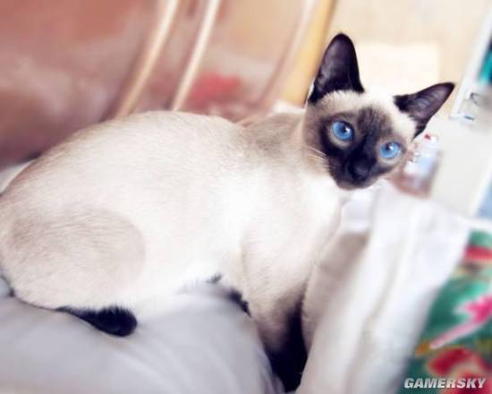 八大珍稀猫,十大名贵猫大黑猫多少钱