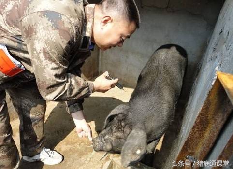 猪对青霉素过敏全身发紫怎么急救,猪青霉素过敏用什么药退烧