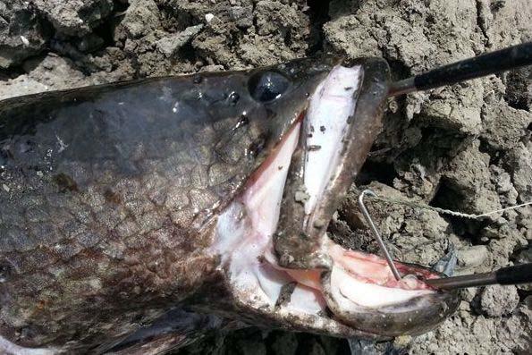 成年黑鱼有多强,野生黑鱼有多强