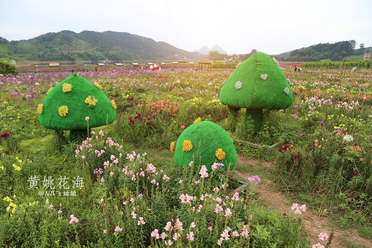 贺州暴雨黄姚花海,黄姚花海旅游攻略路线
