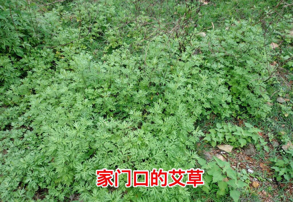 宝妈喝艾叶水的功效,端午艾叶熬水洗澡的好处