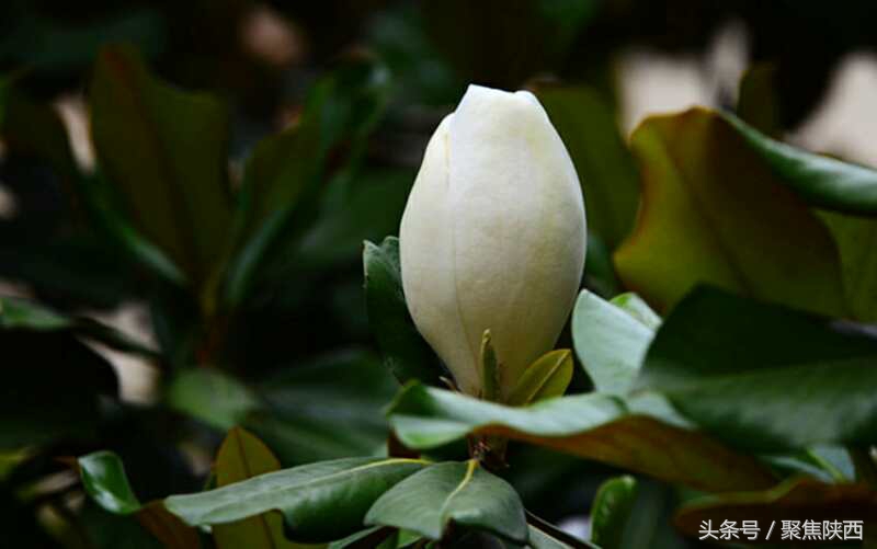 宝鸡：广玉兰我的最爱你是那样的高雅