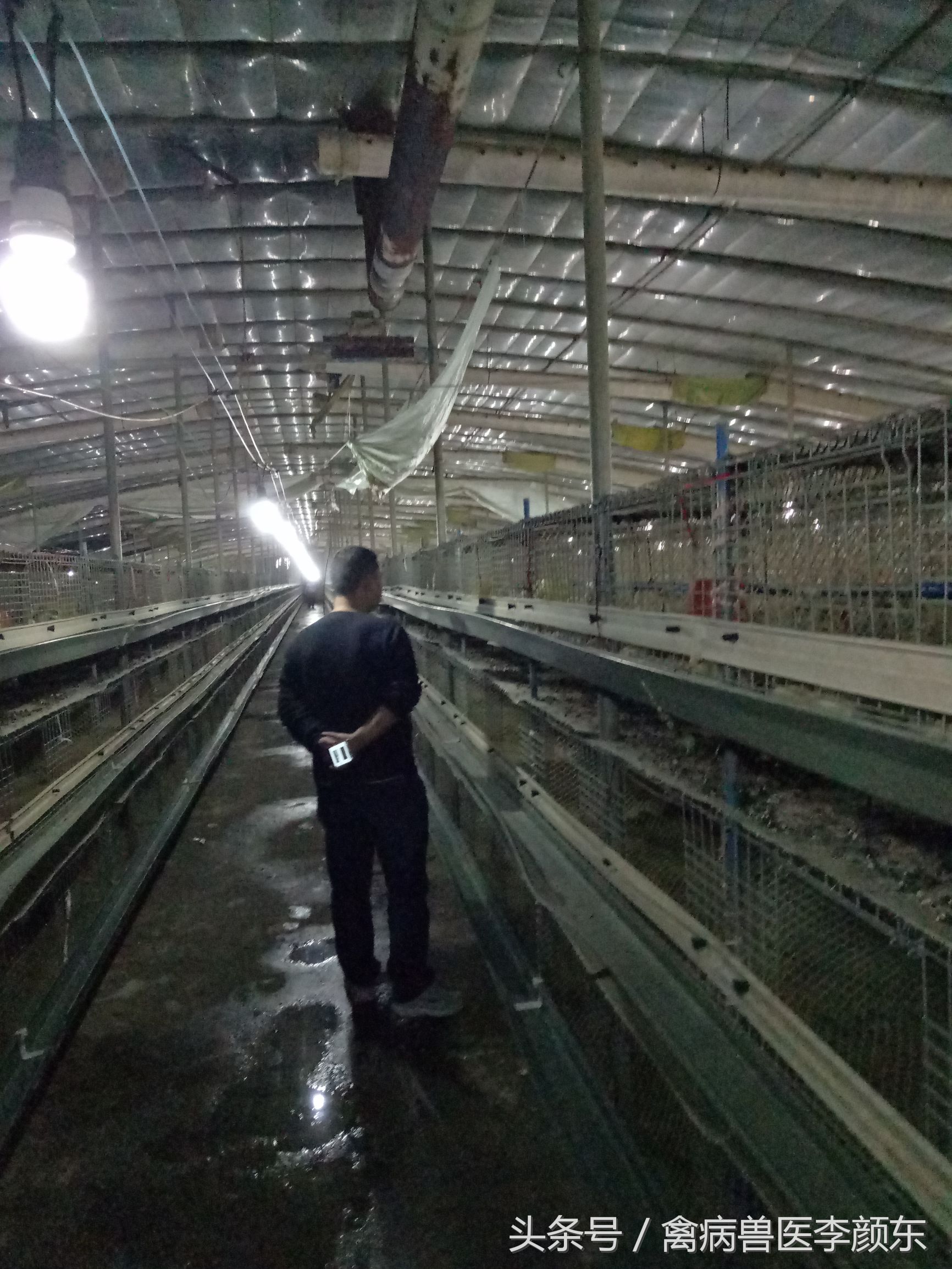 养鸡自动化笼养设备,鲁泰自动化笼养设备