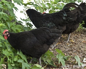 南通世外桃园休闲山庄,南通世外桃园休闲农庄