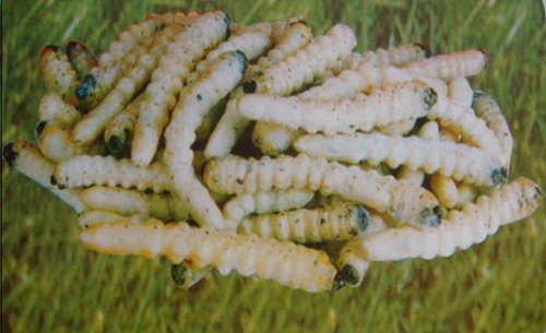 民间吃起来口感特别好传统美食,民间美味大全视频