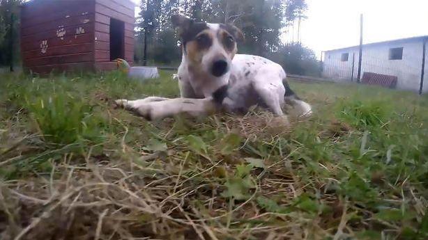 被囚禁多年的狗狗变驼背，放出笼子的那一刻，看哭了很多人！