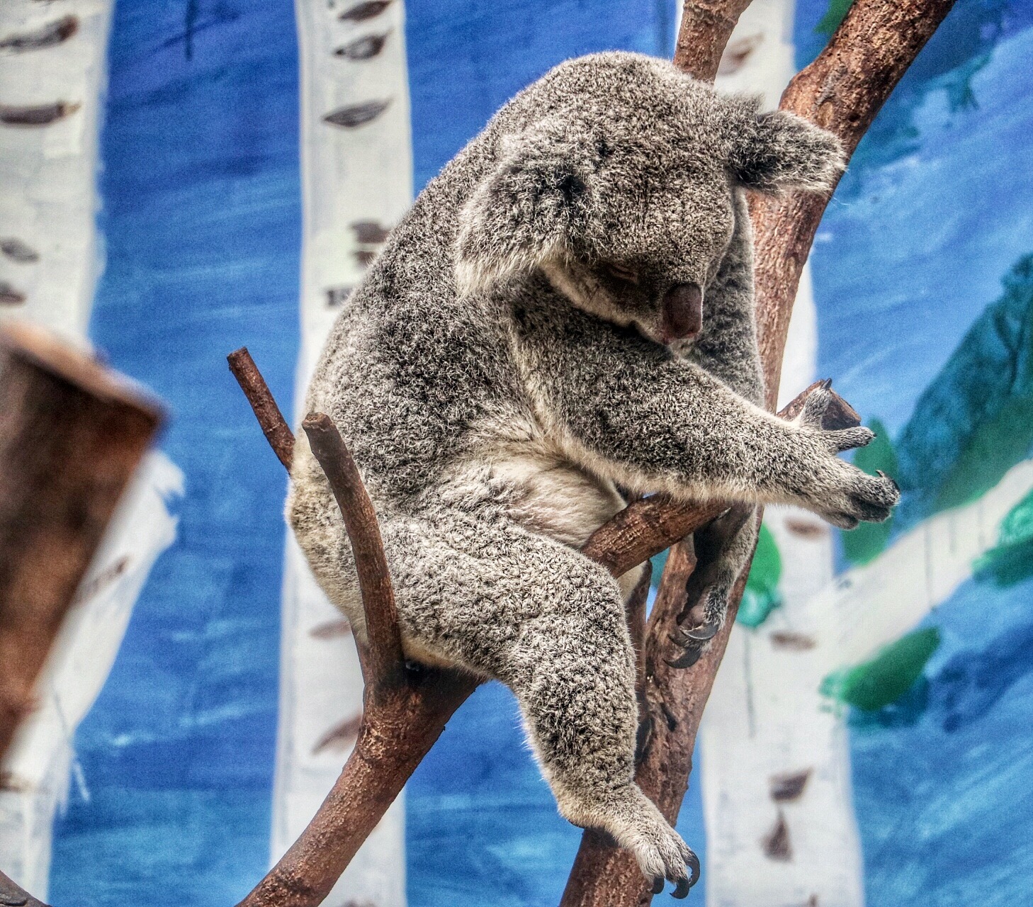 一月广州长隆野生动物园游玩攻略,长隆海洋王国不可错过