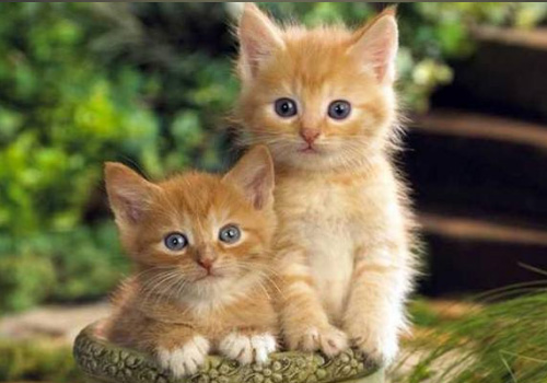 小猫拉稀带血丝有很粘很稠的液体,猫咪软便拉稀带血精神没有问题