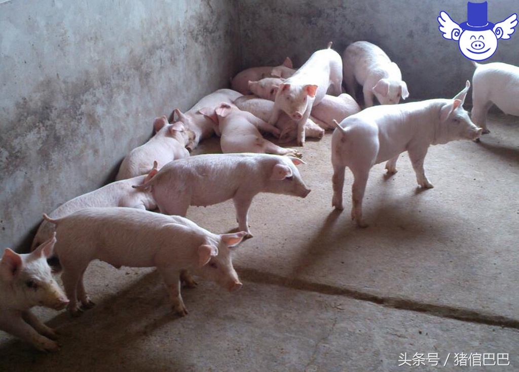 如何判断猪仔健康,如何判断育肥猪健康