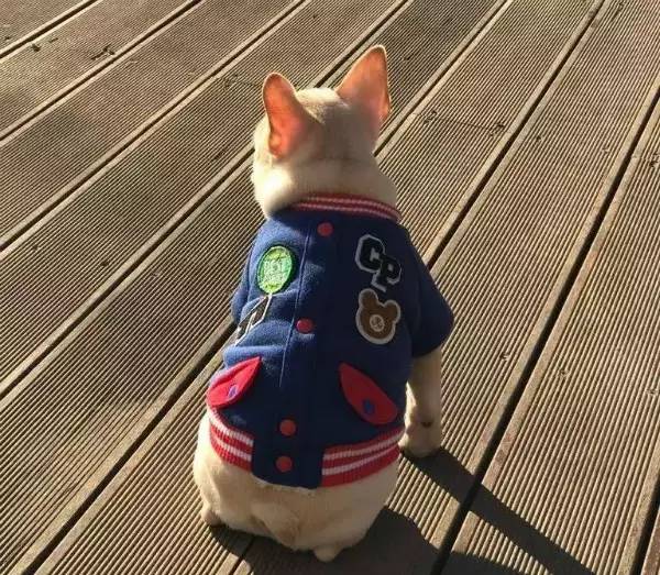 狗狗不懂离别这种复杂的情感,狗狗怎么理解死亡