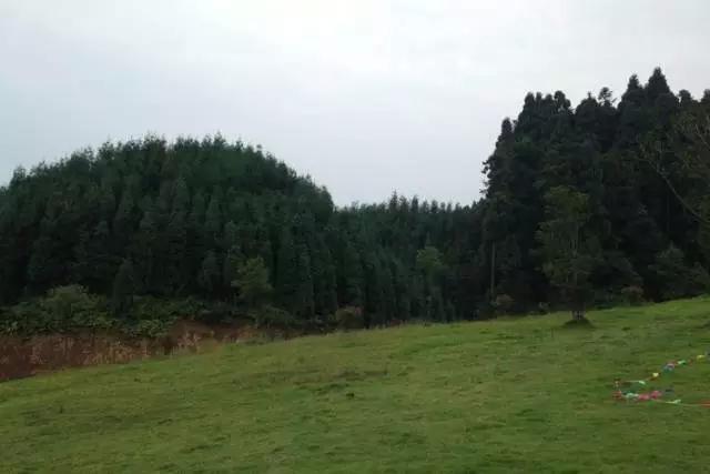 成都周边免费森林自然景点,成都森林避暑好去处