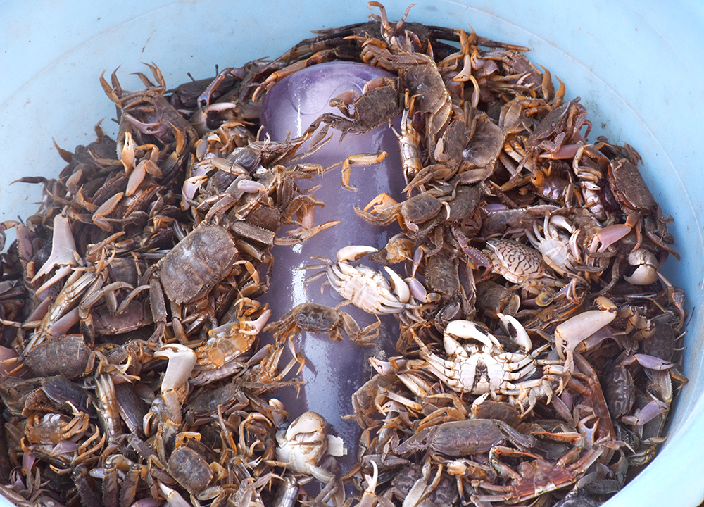 经典海鲜摄影图片,鲜活海鲜摄影技巧