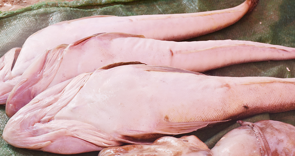 经典海鲜摄影图片,鲜活海鲜摄影技巧