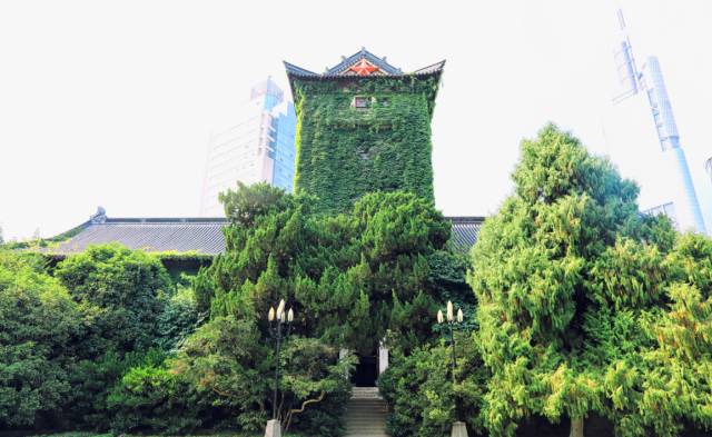 一树一故事｜南大爬山虎百年守望者