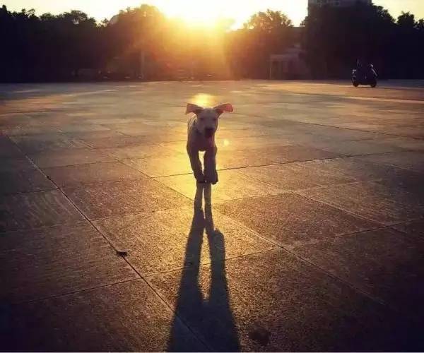 狗狗不懂离别这种复杂的情感,狗狗怎么理解死亡