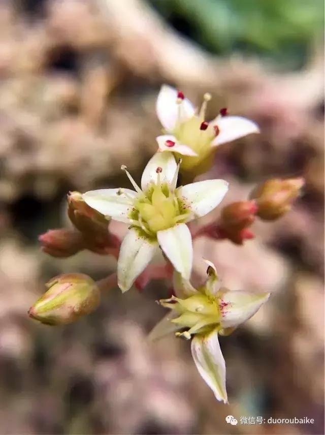 沉浸在花花草草的世界里,沉浸在动物和花海世界中