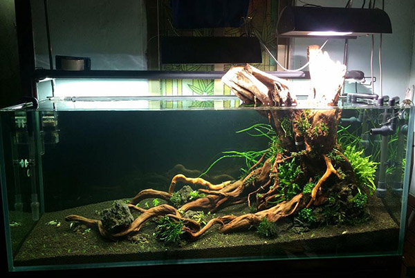 家居鱼缸水草,家里养水草缸风水上有什么说法