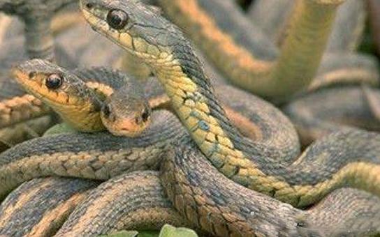 属蛇和属龙的生什么属相的宝宝好,2001属蛇女婚配哪个属相最好