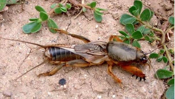 民间吃起来口感特别好传统美食,民间美味大全视频