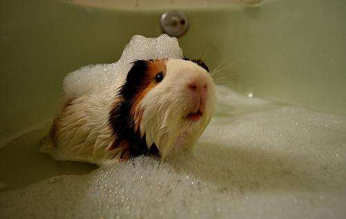 豚鼠臭不,豚鼠的屎臭到顶不住