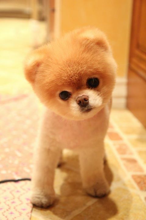 盘点全网最精的狗狗,史上最全狗狗大全