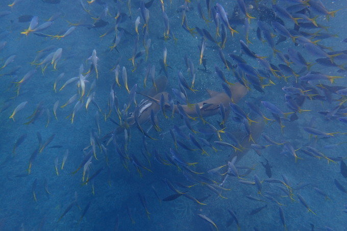 带着思念去旅行完整版,带着思念去海边