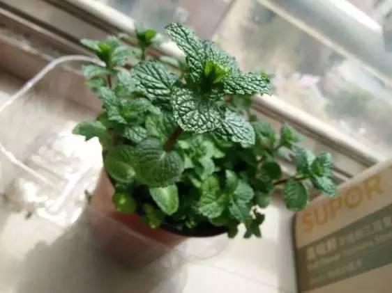 薄荷紫苏种子催芽,薄荷种子怎么种盆栽