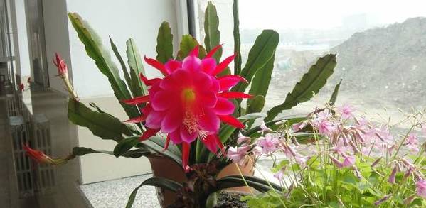 令箭荷花怎么养才能长得粗壮,令箭荷花怎样养才能长得茂盛