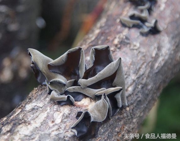 怎样选择好的木耳,黑木耳怎么样才算好木耳