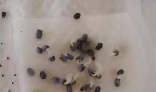 薄荷紫苏种子催芽,薄荷种子怎么种盆栽