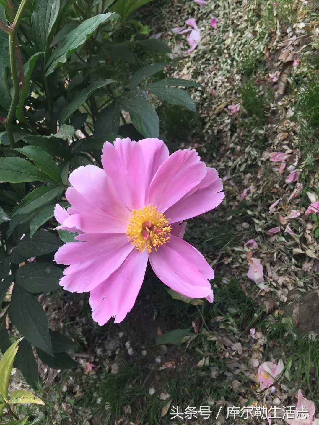 库尔勒绿化带,库尔勒绿化带灌木是什么