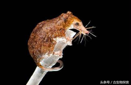 世界上最小的哺乳动物是什么,最小的哺乳生物