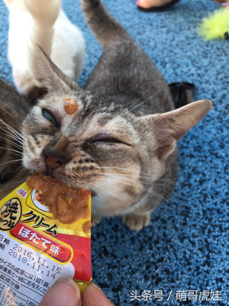 铲屎的带5只小肥猫跑步，跑了一圈回来发现喵星人居然还在原地