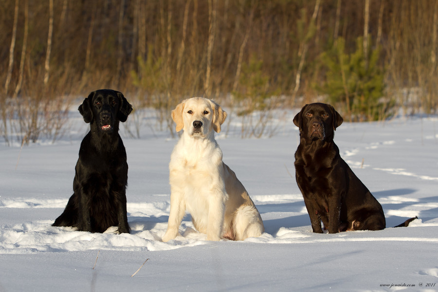比较贵的狗狗都有哪些,各类狗狗图片品种价格